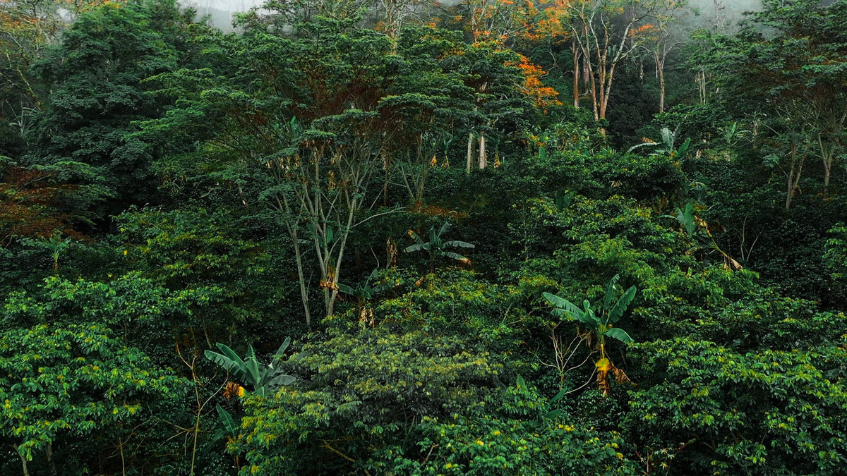 Landscape of lush tropical forest from afar